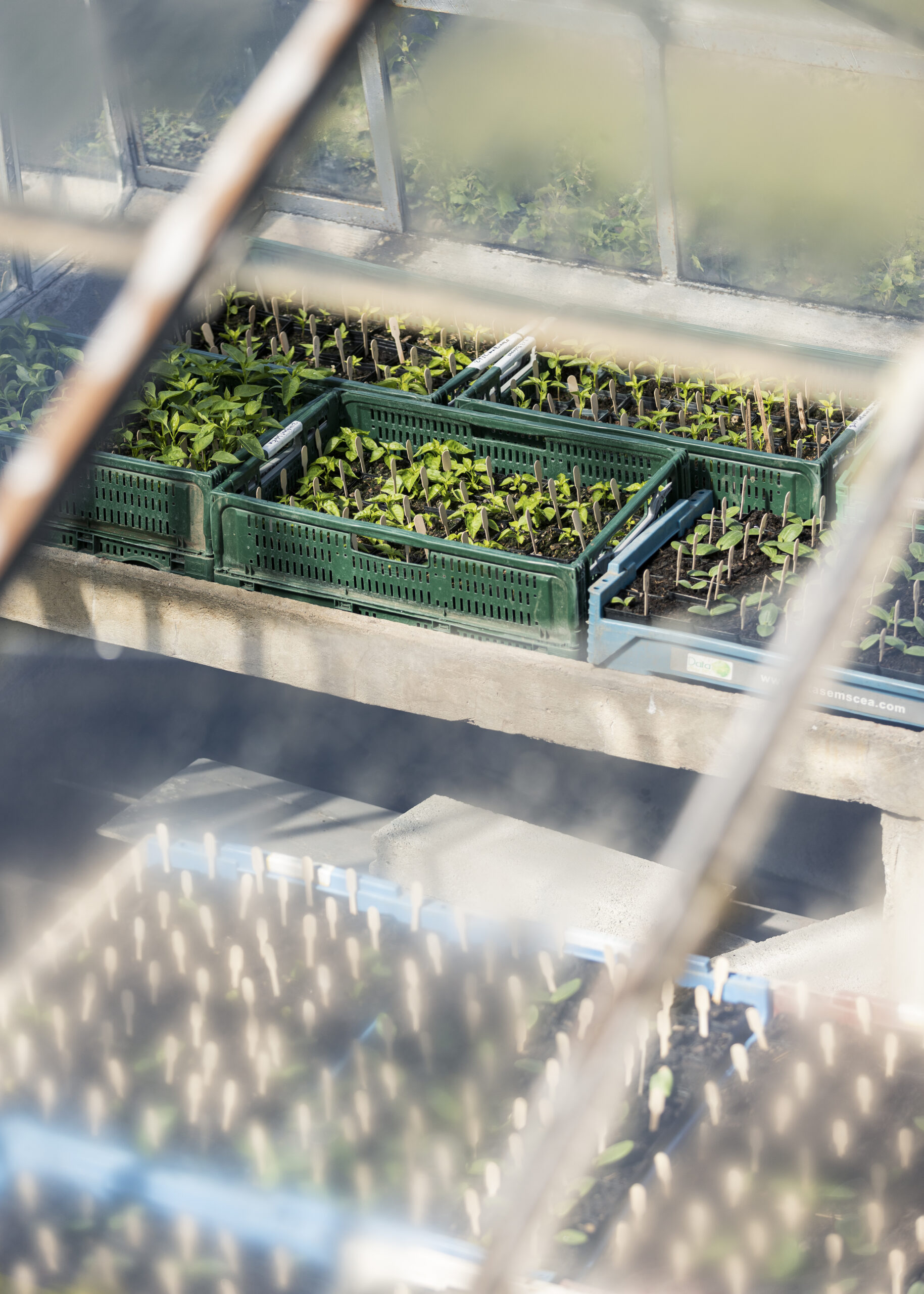 Nos jeunes plantons, cultivés à la ferme pour rejoindre votre jardin